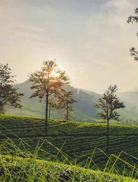 Nuwara Eliya