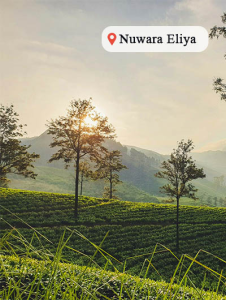 Sri-lanka-travel-nuwara-eliya-2954